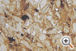 Foraminifera of Abuta